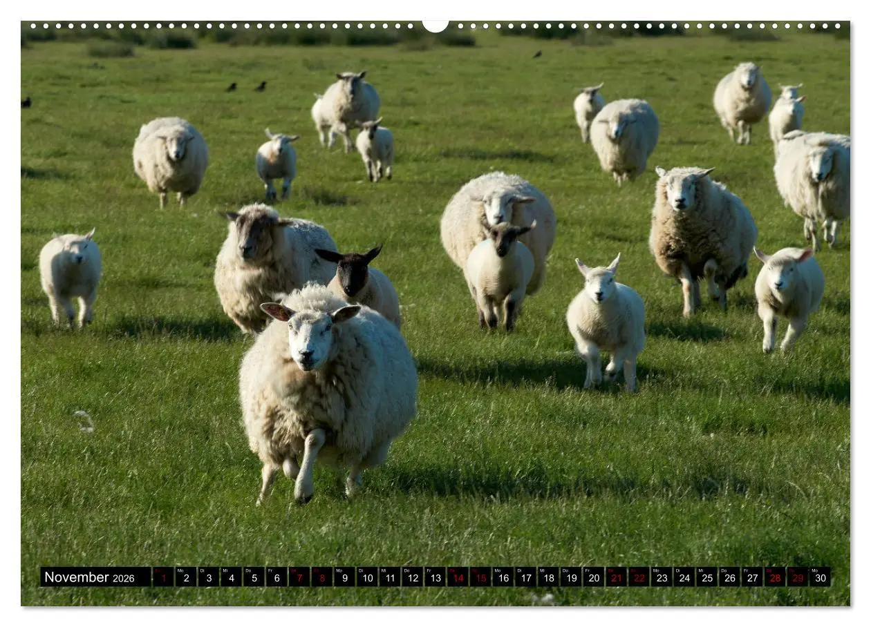 Bild: 9783457632550 | Schafe auf Sylt (Wandkalender 2026 DIN A2 quer), CALVENDO...