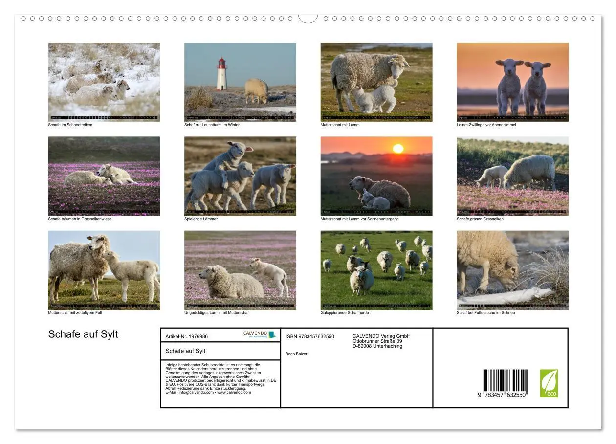 Bild: 9783457632550 | Schafe auf Sylt (Wandkalender 2026 DIN A2 quer), CALVENDO...