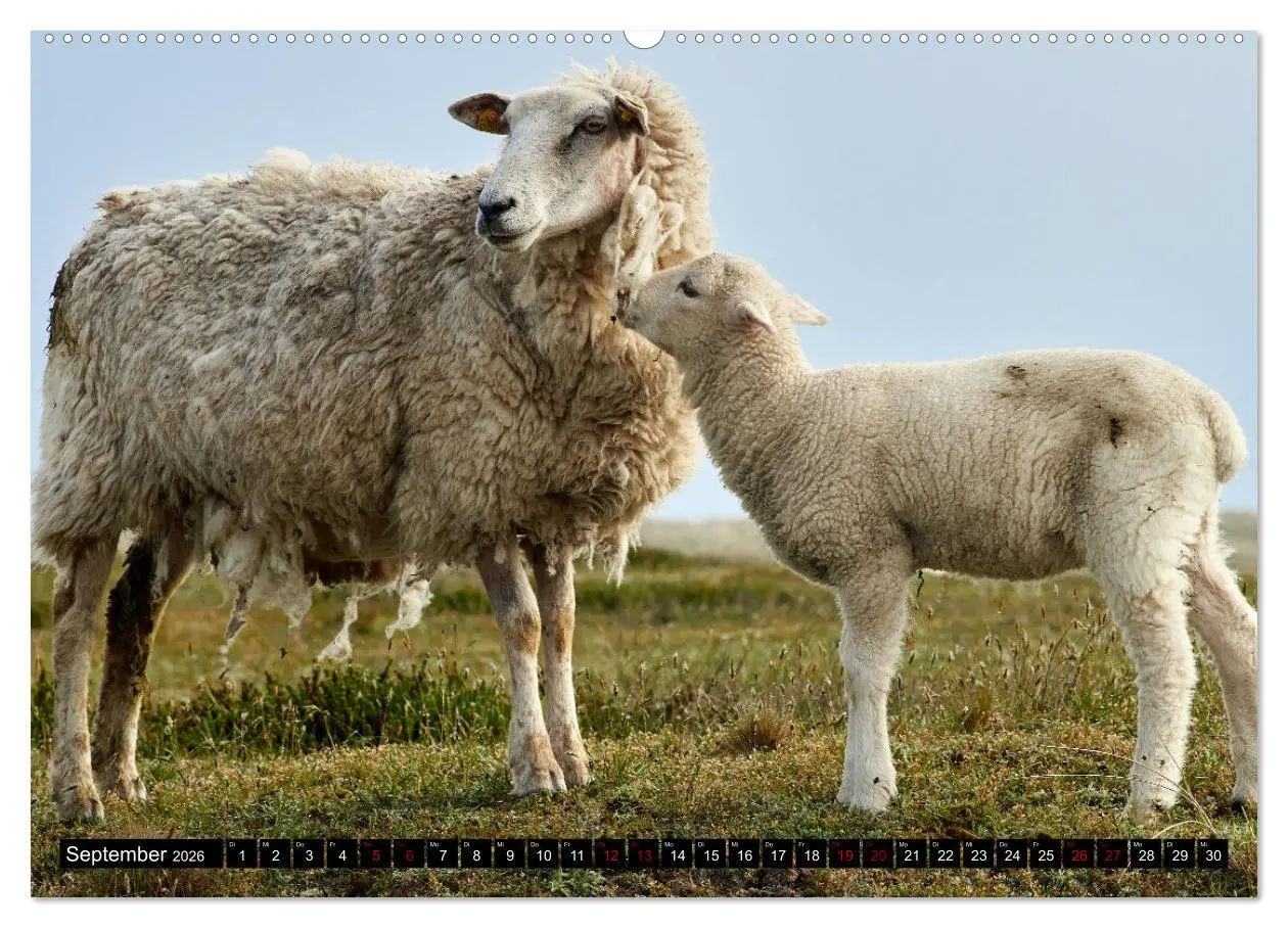 Bild: 9783457632550 | Schafe auf Sylt (Wandkalender 2026 DIN A2 quer), CALVENDO...