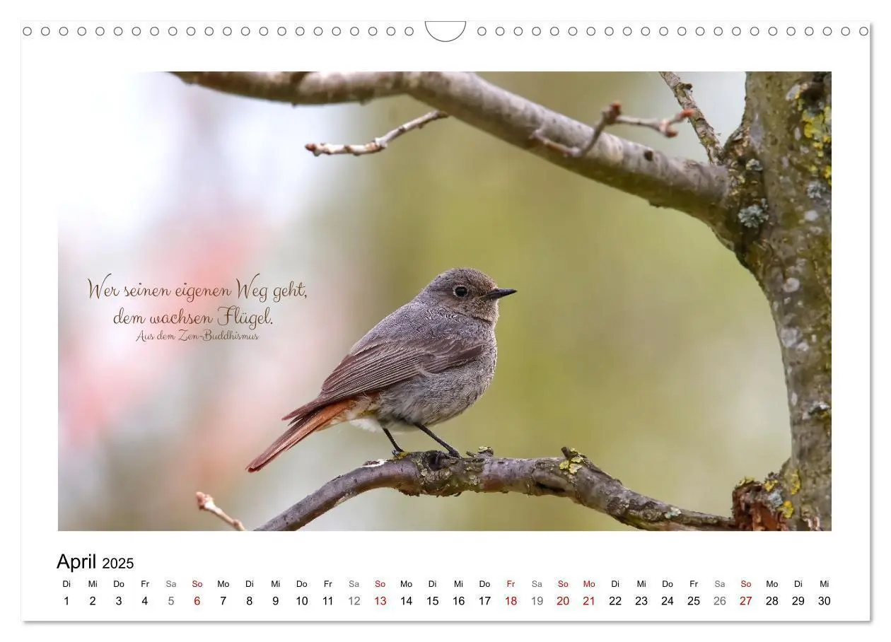 Bild: 9783383972850 | Vögel und geflügelte Worte (Wandkalender 2025 DIN A3 quer),...
