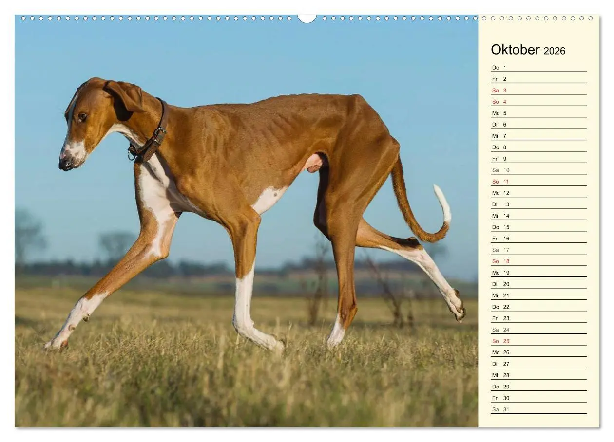 Bild: 9783516002850 | Windhund der Wüste - Der Azawakh (hochwertiger Premium Wandkalender...