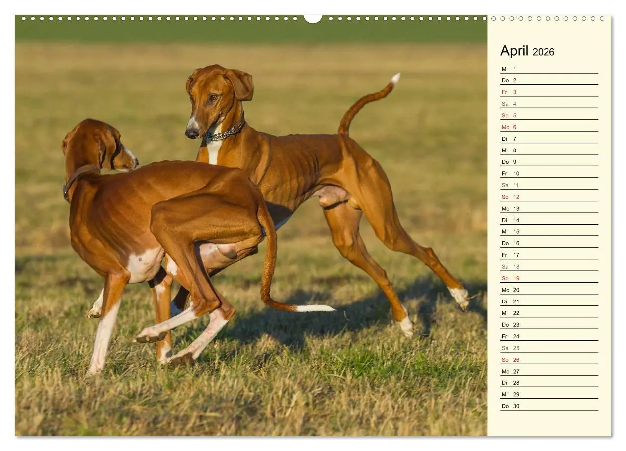 Bild: 9783516002850 | Windhund der Wüste - Der Azawakh (hochwertiger Premium Wandkalender...