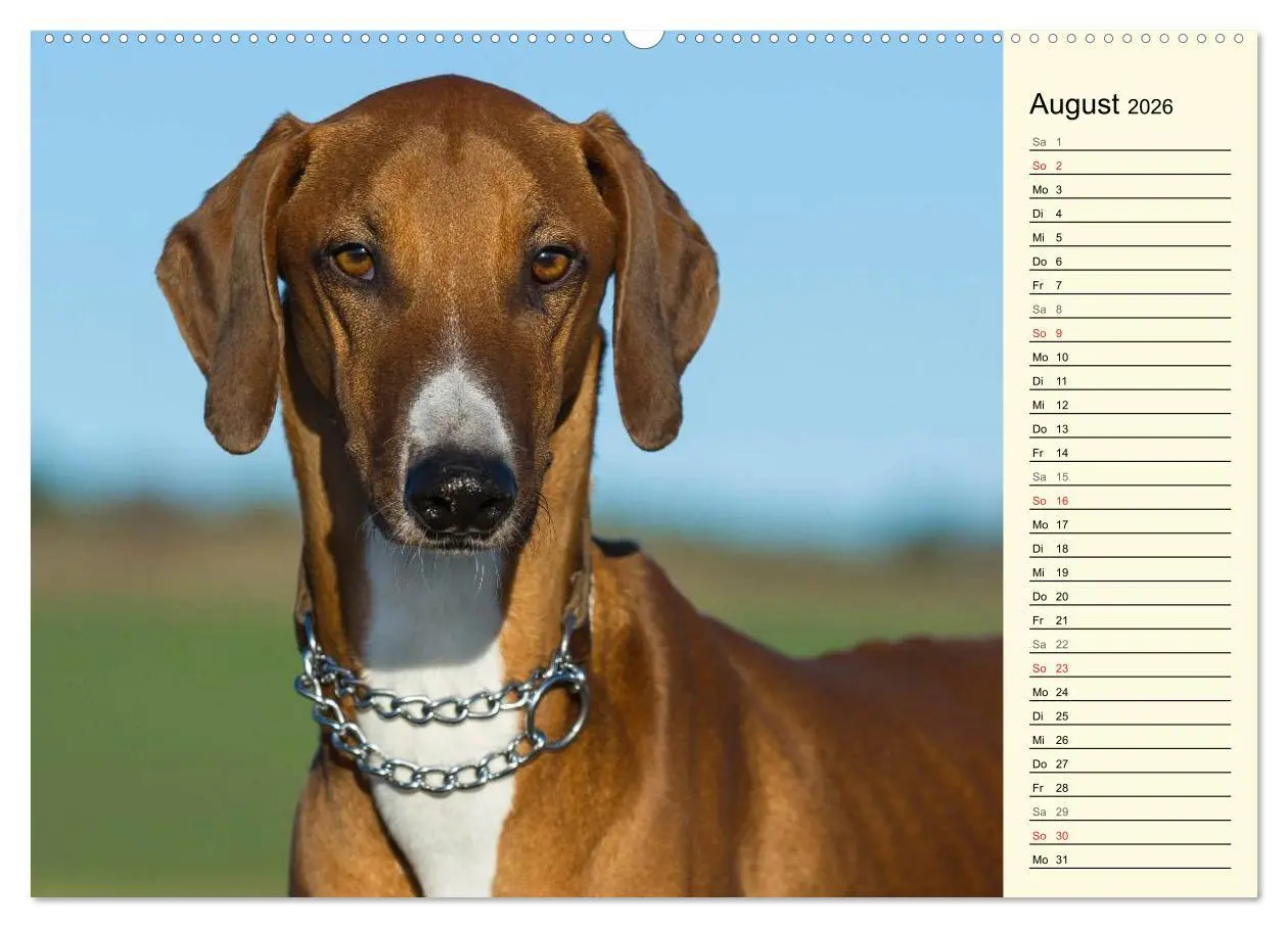 Bild: 9783516002850 | Windhund der Wüste - Der Azawakh (hochwertiger Premium Wandkalender...