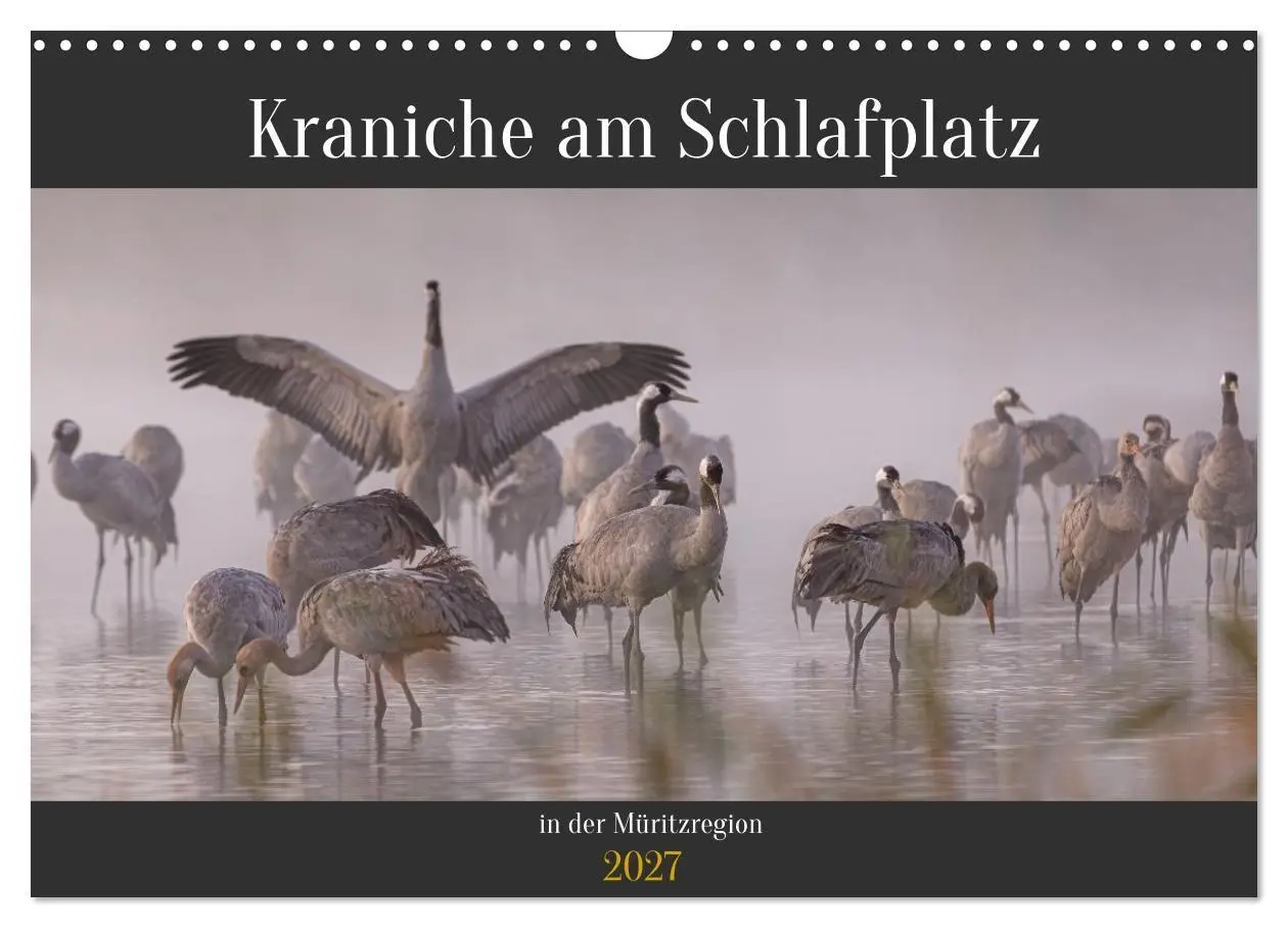 Cover: 9783594392850 | Kraniche am Schlafplatz in der Müritzregion (Wandkalender 2027 DIN...