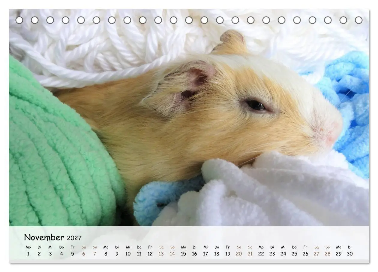 Bild: 9783569562950 | Meerschweinchen 2027 - bezaubernd, hinreißend, entzückend...
