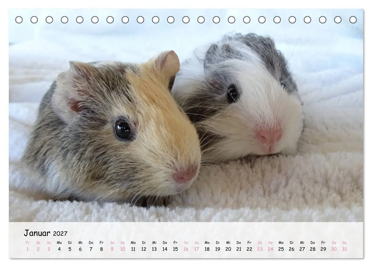 Bild: 9783569562950 | Meerschweinchen 2027 - bezaubernd, hinreißend, entzückend...