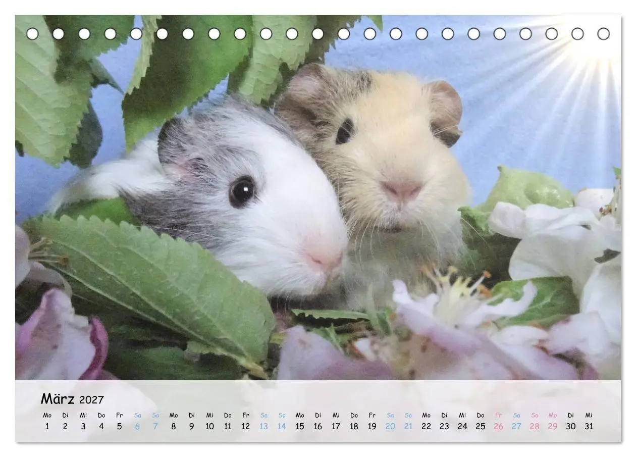 Bild: 9783569562950 | Meerschweinchen 2027 - bezaubernd, hinreißend, entzückend...