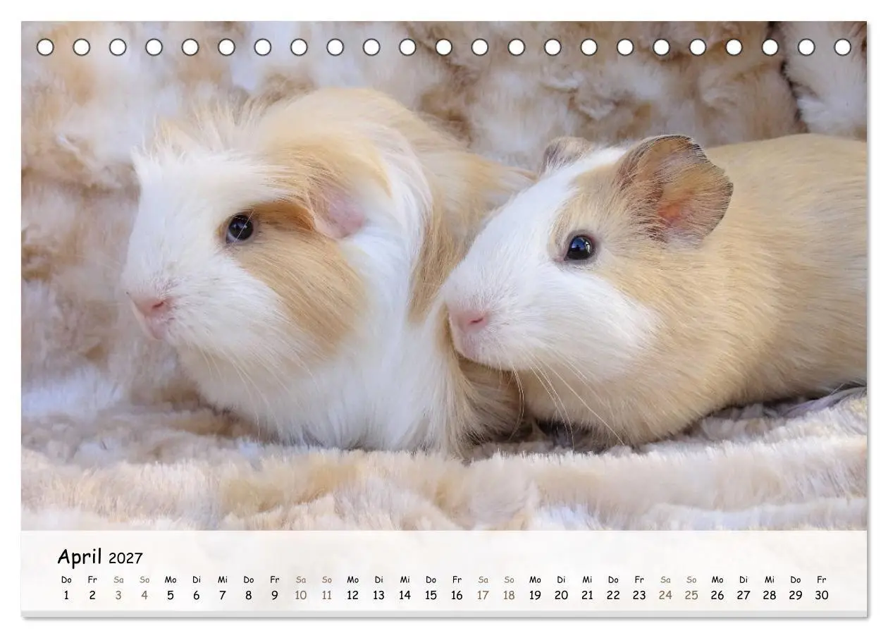 Bild: 9783569562950 | Meerschweinchen 2027 - bezaubernd, hinreißend, entzückend...