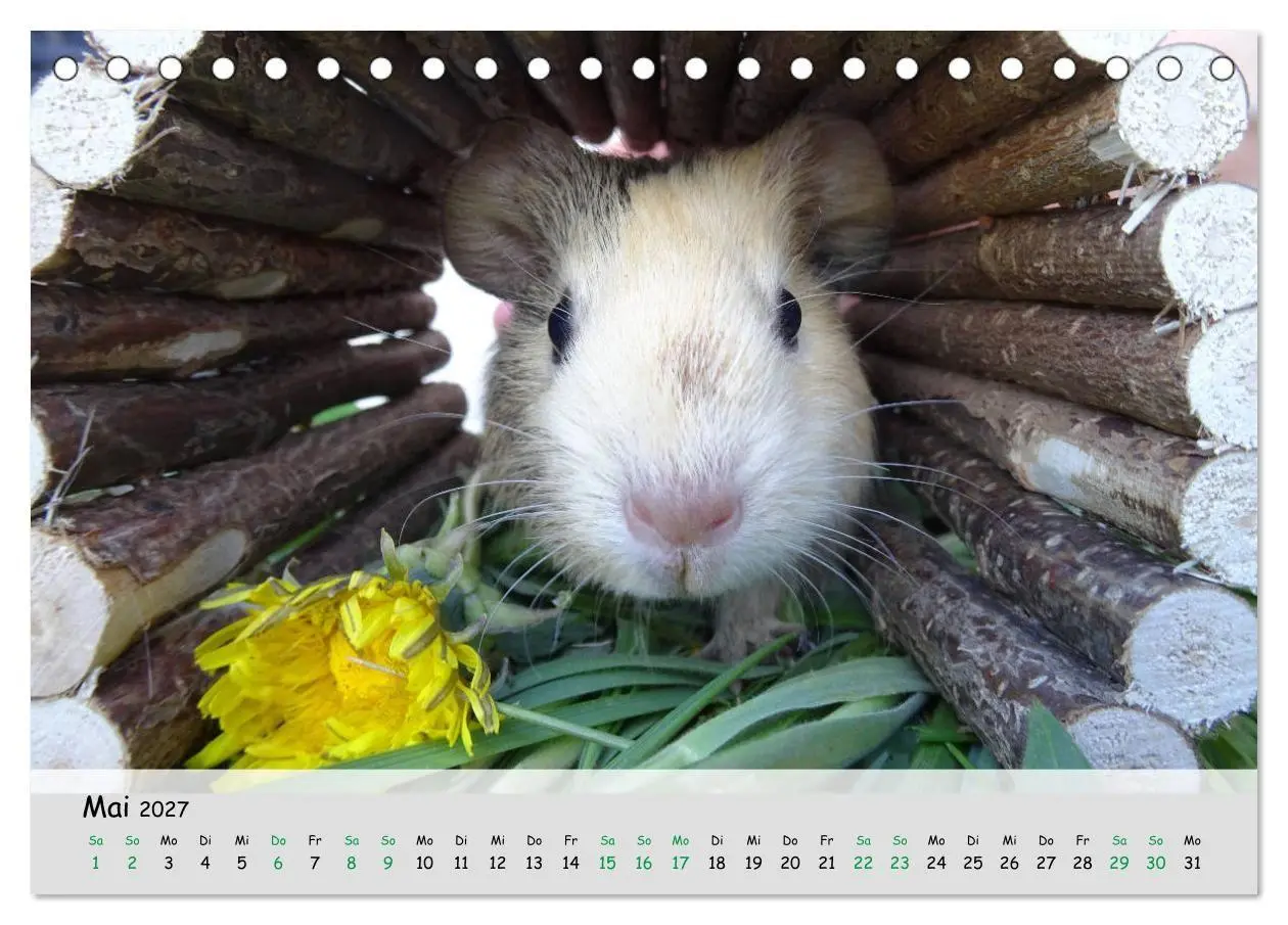 Bild: 9783569562950 | Meerschweinchen 2027 - bezaubernd, hinreißend, entzückend...
