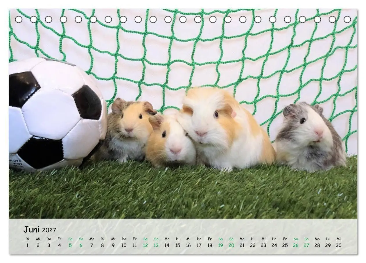 Bild: 9783569562950 | Meerschweinchen 2027 - bezaubernd, hinreißend, entzückend...