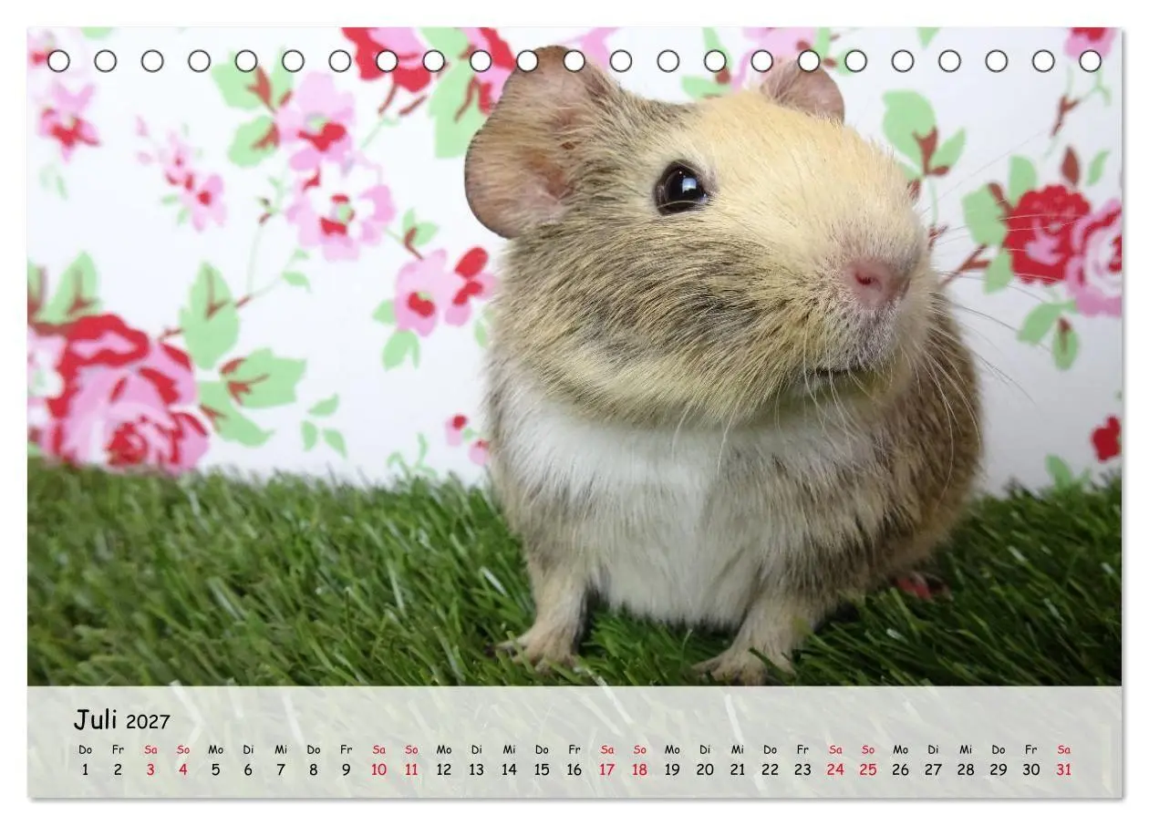 Bild: 9783569562950 | Meerschweinchen 2027 - bezaubernd, hinreißend, entzückend...