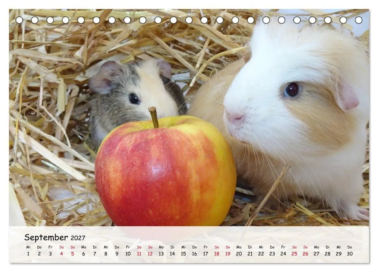 Bild: 9783569562950 | Meerschweinchen 2027 - bezaubernd, hinreißend, entzückend...