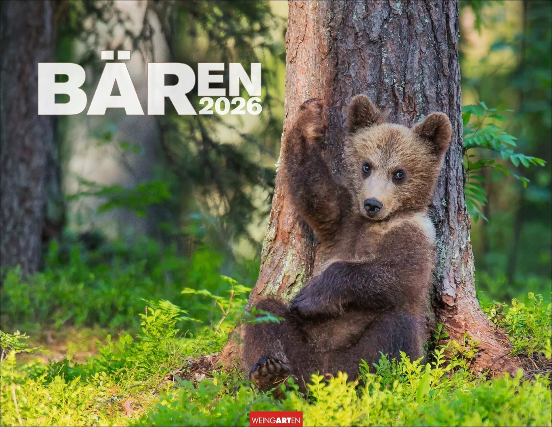 Cover: 9783839902950 | Bären Kalender 2026 | Kalender | Tierkalender Weingarten | 14 S.