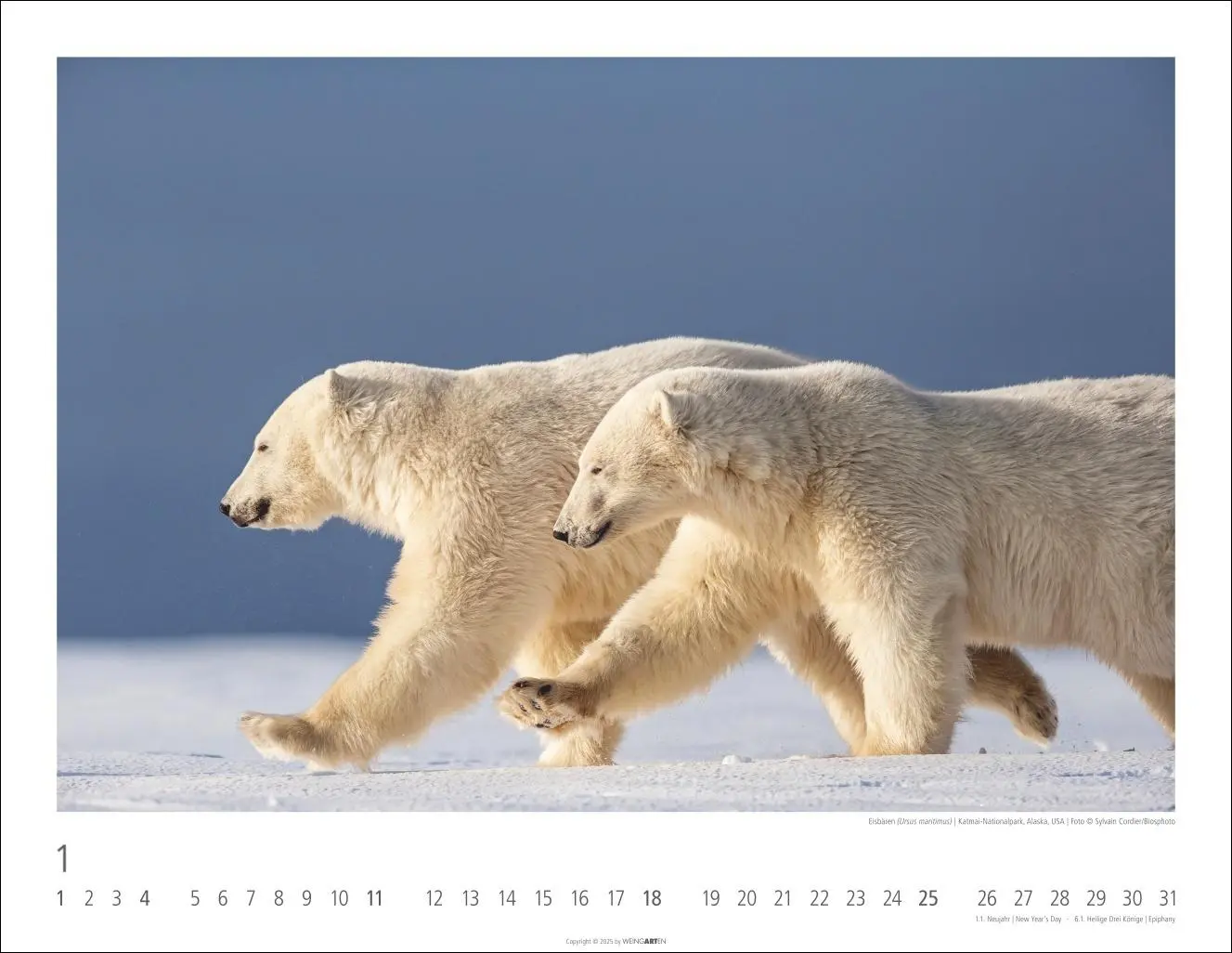 Bild: 9783839902950 | Bären Kalender 2026 | Kalender | Tierkalender Weingarten | 14 S.