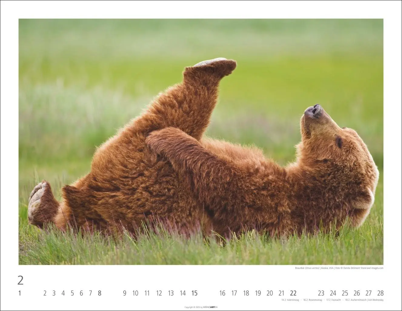 Bild: 9783839902950 | Bären Kalender 2026 | Kalender | Tierkalender Weingarten | 14 S.