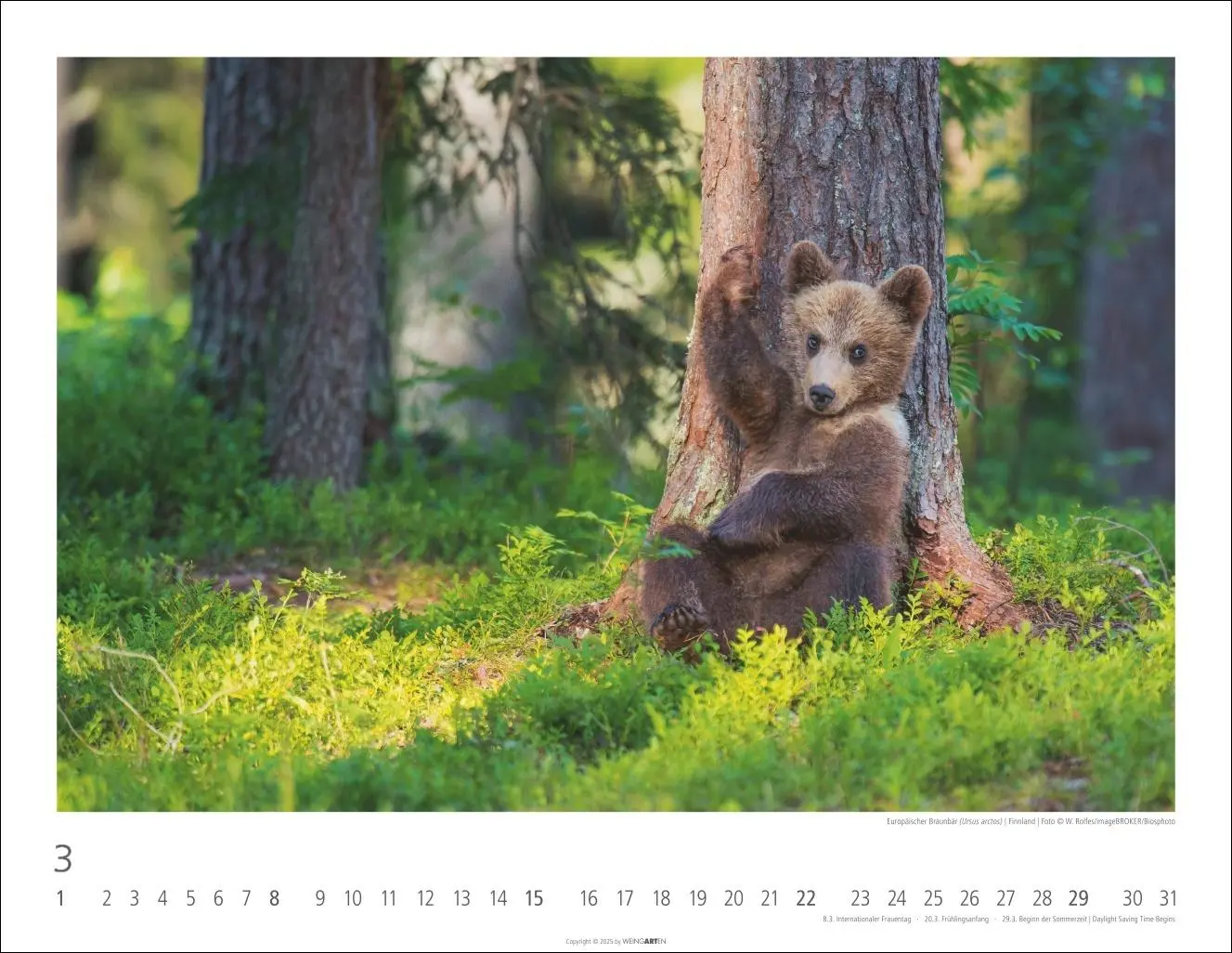 Bild: 9783839902950 | Bären Kalender 2026 | Kalender | Tierkalender Weingarten | 14 S.