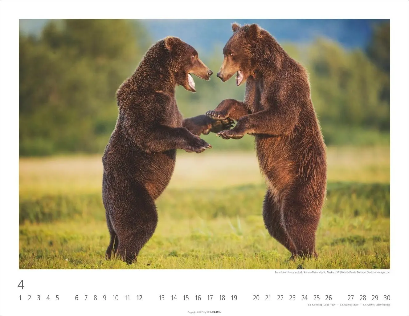 Bild: 9783839902950 | Bären Kalender 2026 | Kalender | Tierkalender Weingarten | 14 S.
