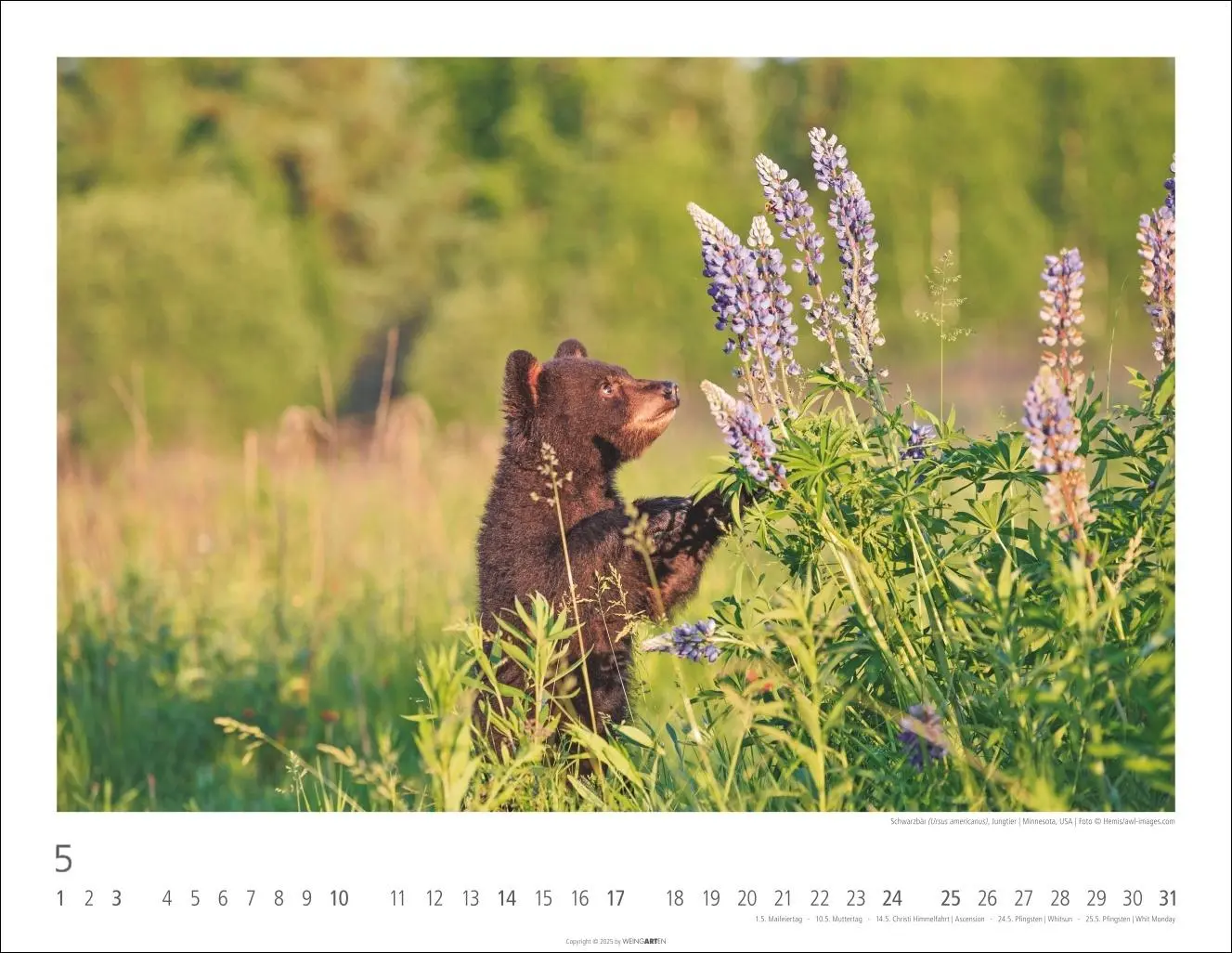 Bild: 9783839902950 | Bären Kalender 2026 | Kalender | Tierkalender Weingarten | 14 S.