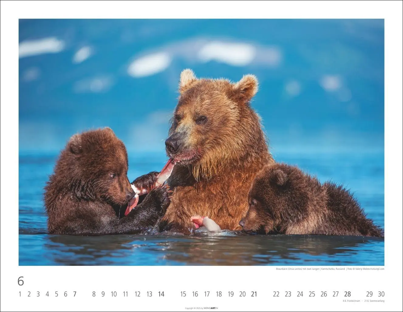 Bild: 9783839902950 | Bären Kalender 2026 | Kalender | Tierkalender Weingarten | 14 S.