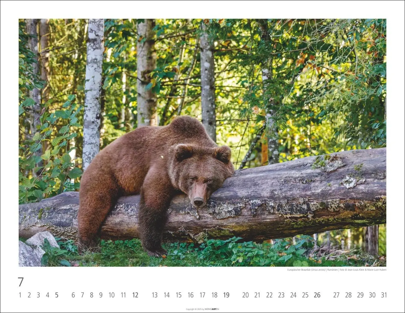 Bild: 9783839902950 | Bären Kalender 2026 | Kalender | Tierkalender Weingarten | 14 S.