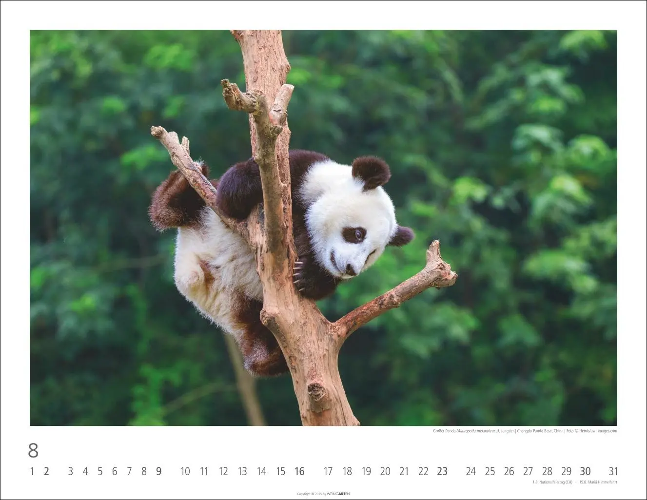 Bild: 9783839902950 | Bären Kalender 2026 | Kalender | Tierkalender Weingarten | 14 S.