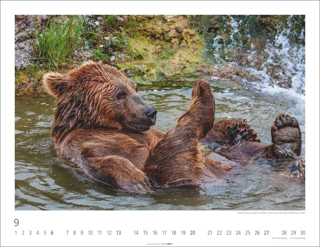 Bild: 9783839902950 | Bären Kalender 2026 | Kalender | Tierkalender Weingarten | 14 S.
