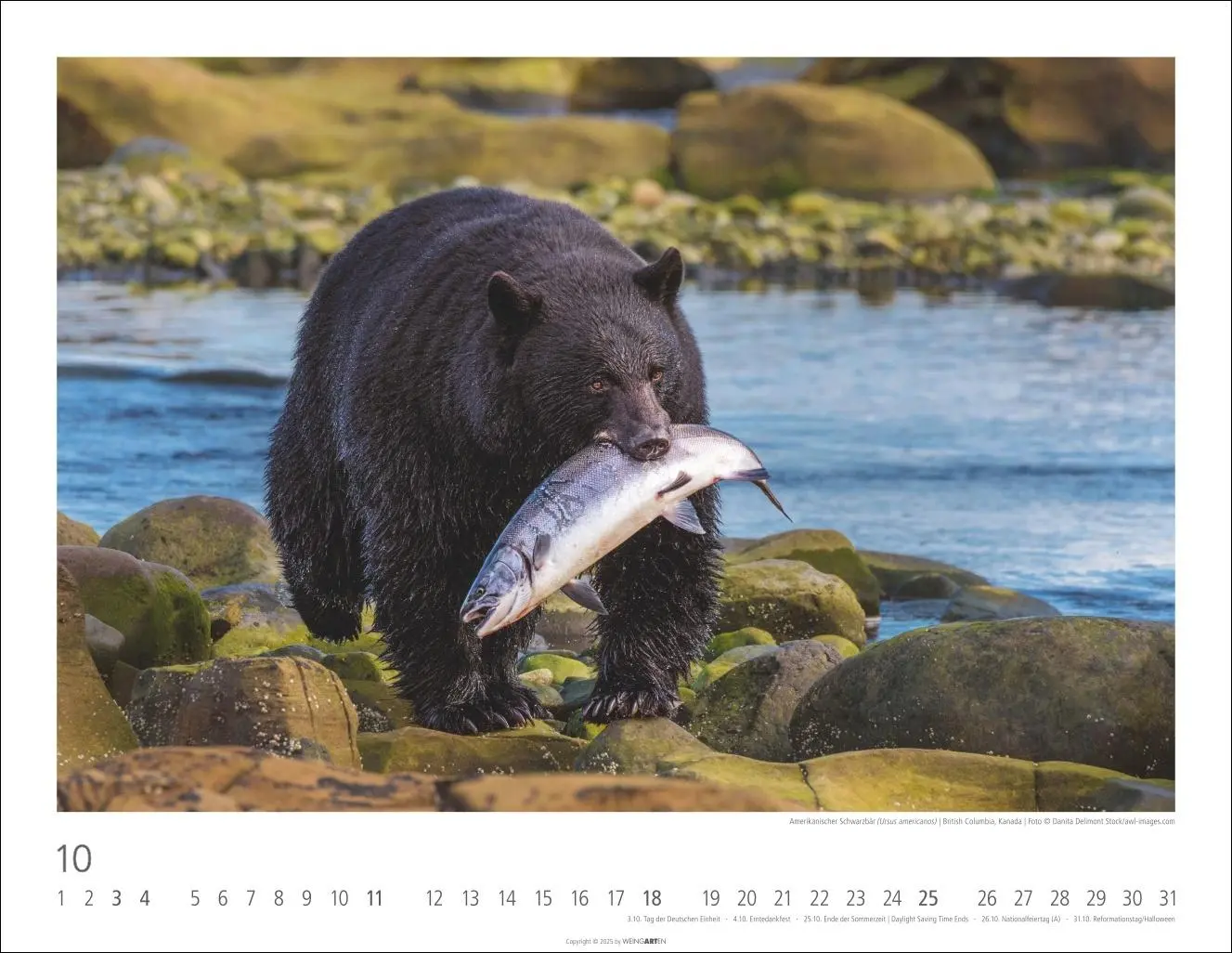 Bild: 9783839902950 | Bären Kalender 2026 | Kalender | Tierkalender Weingarten | 14 S.