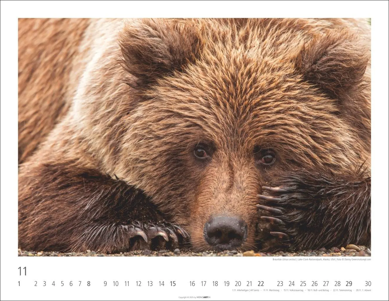 Bild: 9783839902950 | Bären Kalender 2026 | Kalender | Tierkalender Weingarten | 14 S.