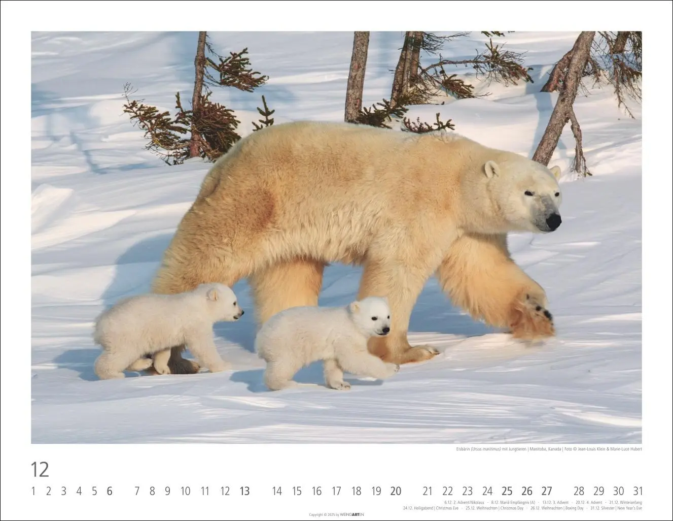 Bild: 9783839902950 | Bären Kalender 2026 | Kalender | Tierkalender Weingarten | 14 S.