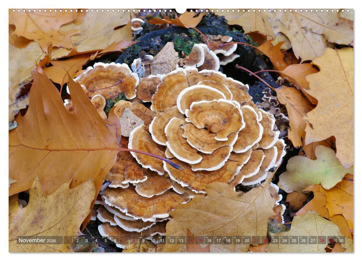 Bild: 9783457413050 | Pilze - Schätze am Waldboden (hochwertiger Premium Wandkalender...