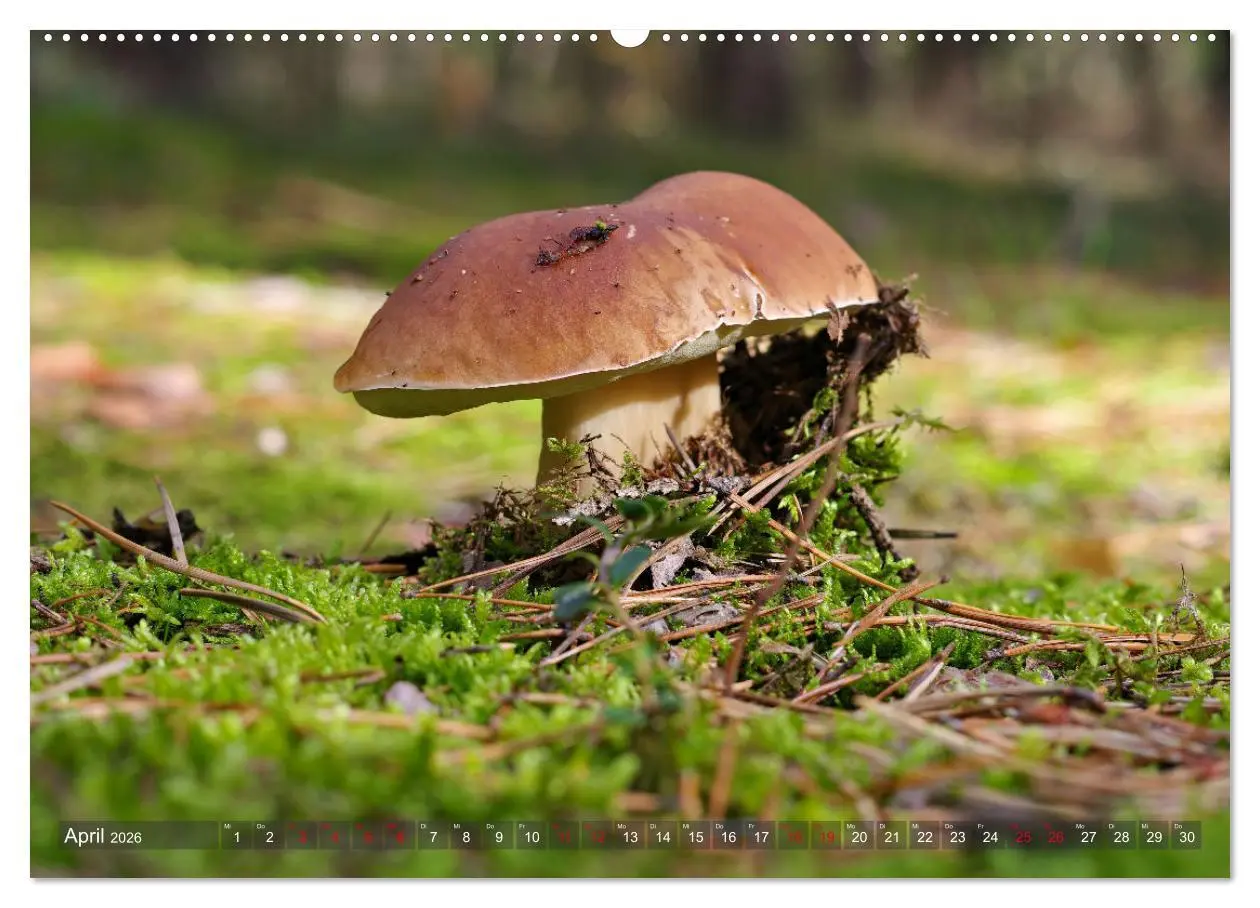 Bild: 9783457413050 | Pilze - Schätze am Waldboden (hochwertiger Premium Wandkalender...