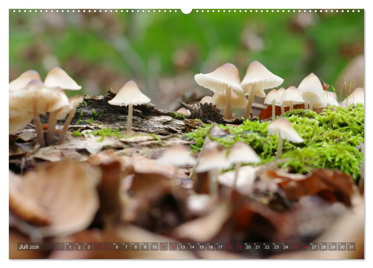 Bild: 9783457413050 | Pilze - Schätze am Waldboden (hochwertiger Premium Wandkalender...