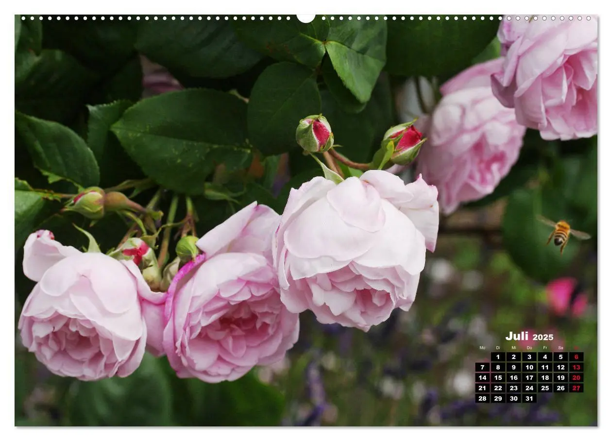 Bild: 9783435233250 | Magie der Rosen (hochwertiger Premium Wandkalender 2025 DIN A2...
