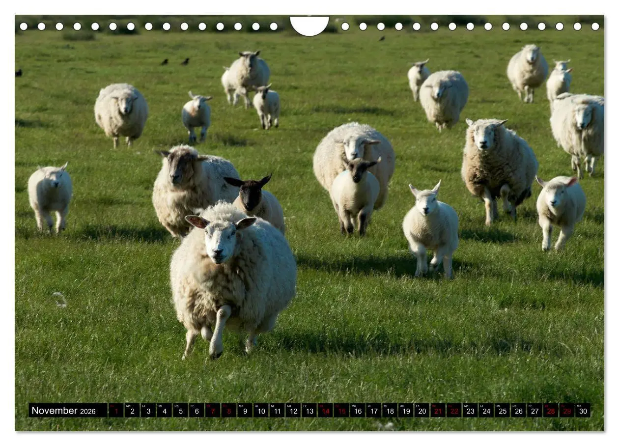 Bild: 9783457633250 | Schafe auf Sylt (Wandkalender 2026 DIN A4 quer), CALVENDO...