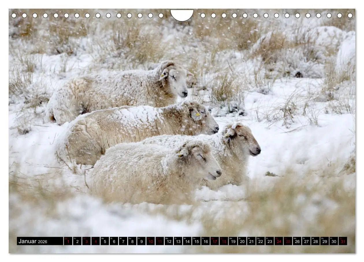 Bild: 9783457633250 | Schafe auf Sylt (Wandkalender 2026 DIN A4 quer), CALVENDO...