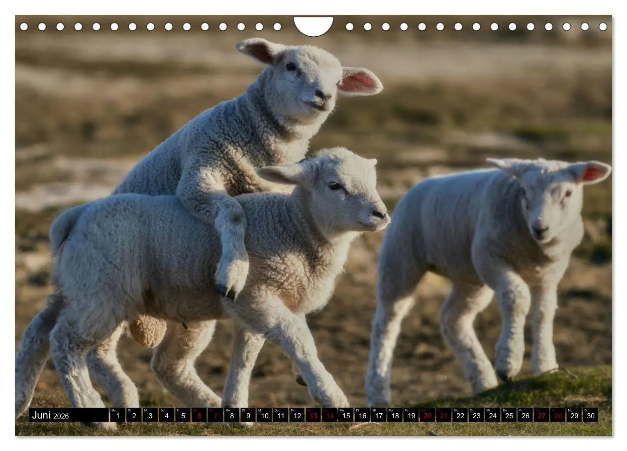Bild: 9783457633250 | Schafe auf Sylt (Wandkalender 2026 DIN A4 quer), CALVENDO...