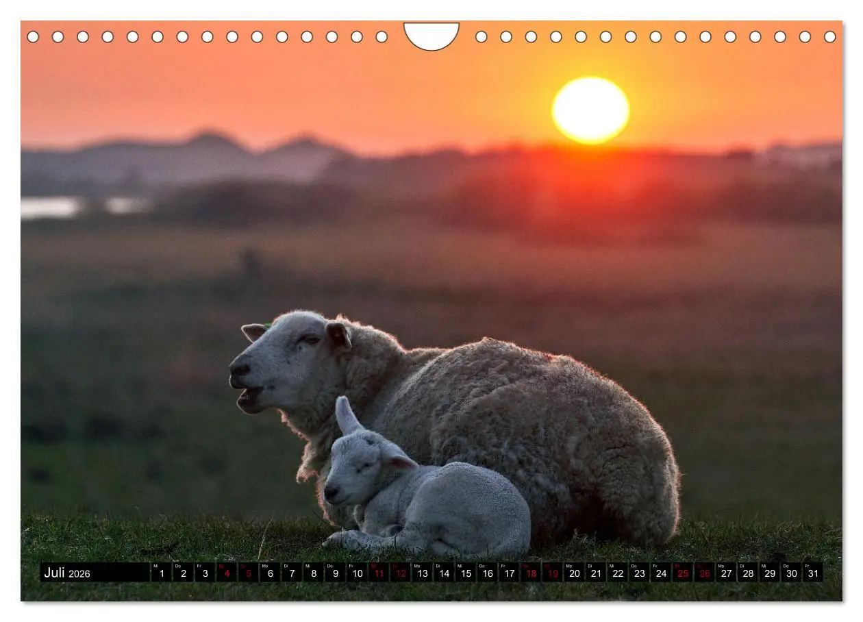 Bild: 9783457633250 | Schafe auf Sylt (Wandkalender 2026 DIN A4 quer), CALVENDO...