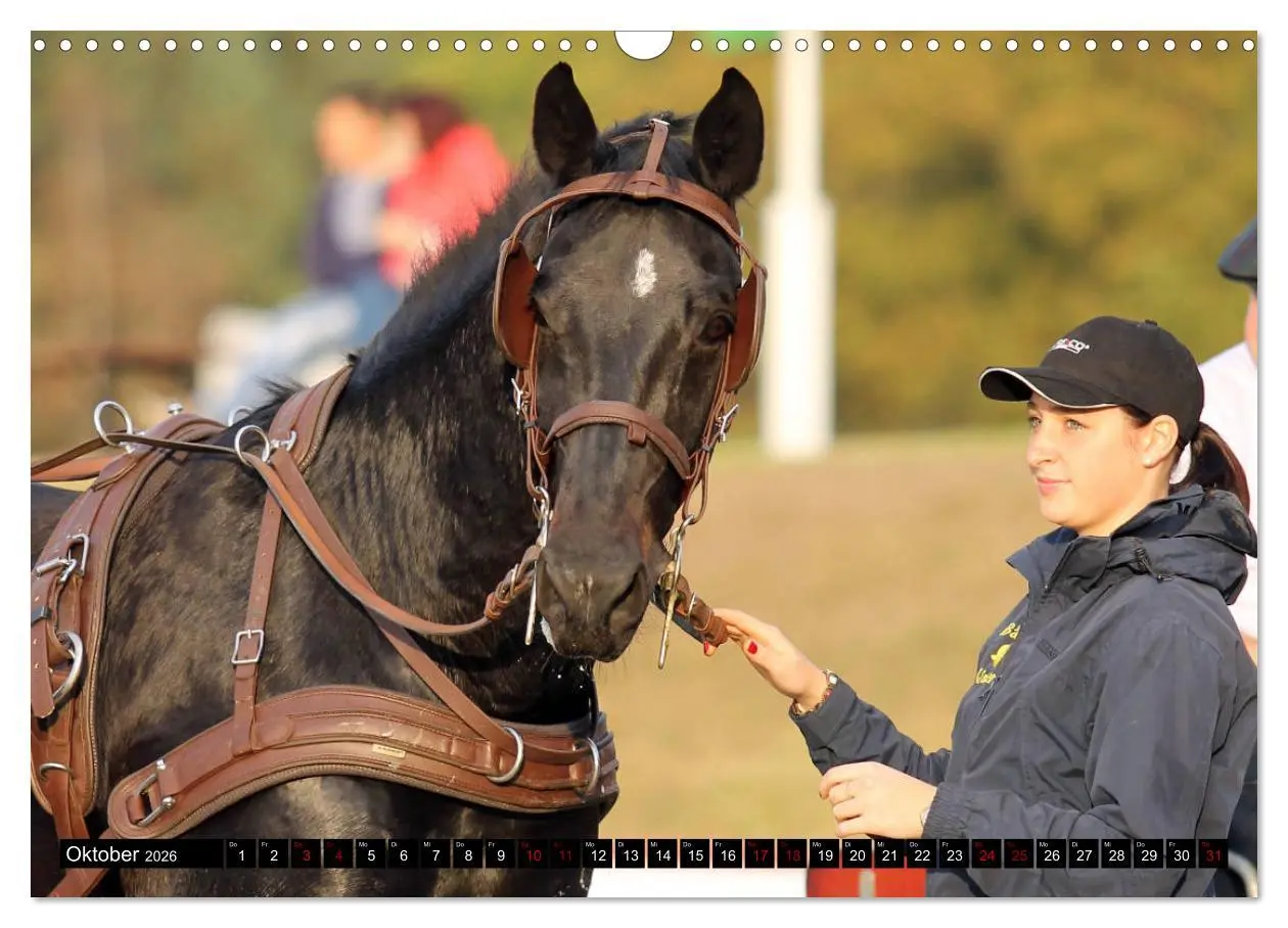 Bild: 9783457873250 | Schwere Warmblüter 2026 (Wandkalender 2026 DIN A3 quer), CALVENDO...