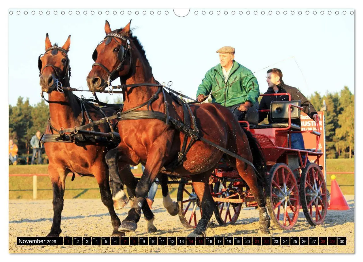 Bild: 9783457873250 | Schwere Warmblüter 2026 (Wandkalender 2026 DIN A3 quer), CALVENDO...