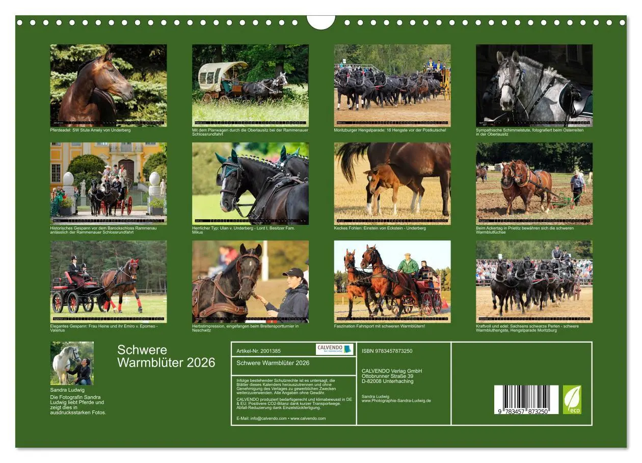 Bild: 9783457873250 | Schwere Warmblüter 2026 (Wandkalender 2026 DIN A3 quer), CALVENDO...