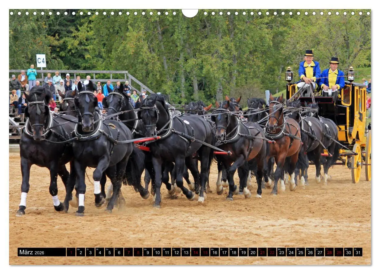 Bild: 9783457873250 | Schwere Warmblüter 2026 (Wandkalender 2026 DIN A3 quer), CALVENDO...