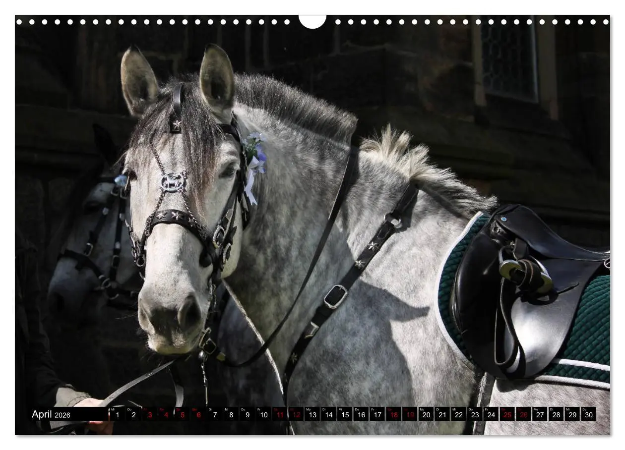 Bild: 9783457873250 | Schwere Warmblüter 2026 (Wandkalender 2026 DIN A3 quer), CALVENDO...