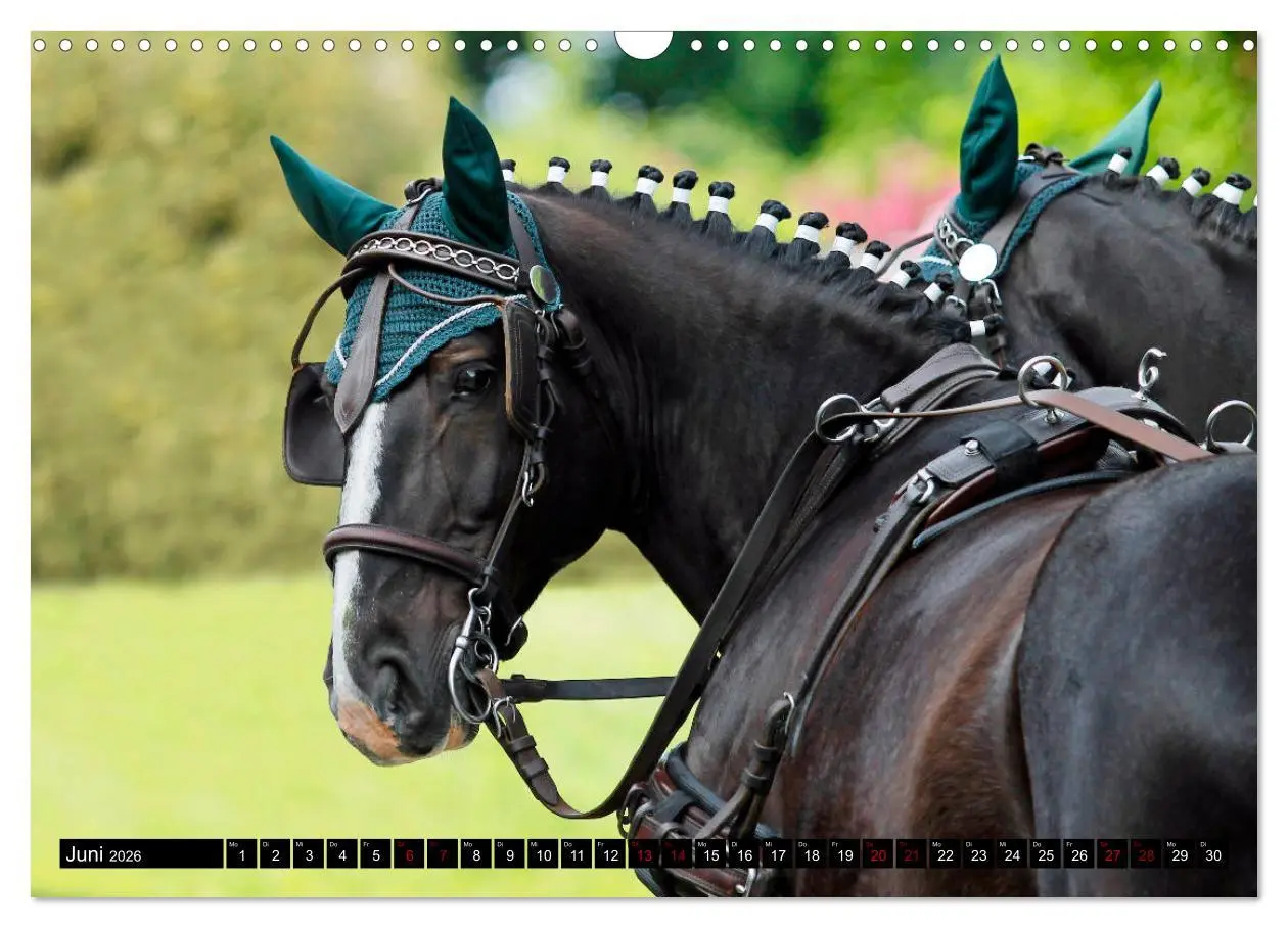 Bild: 9783457873250 | Schwere Warmblüter 2026 (Wandkalender 2026 DIN A3 quer), CALVENDO...