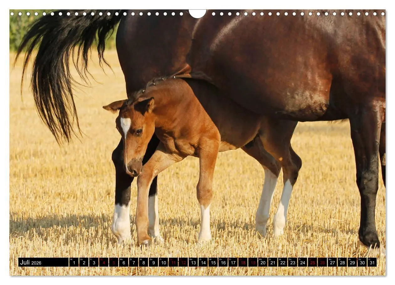 Bild: 9783457873250 | Schwere Warmblüter 2026 (Wandkalender 2026 DIN A3 quer), CALVENDO...