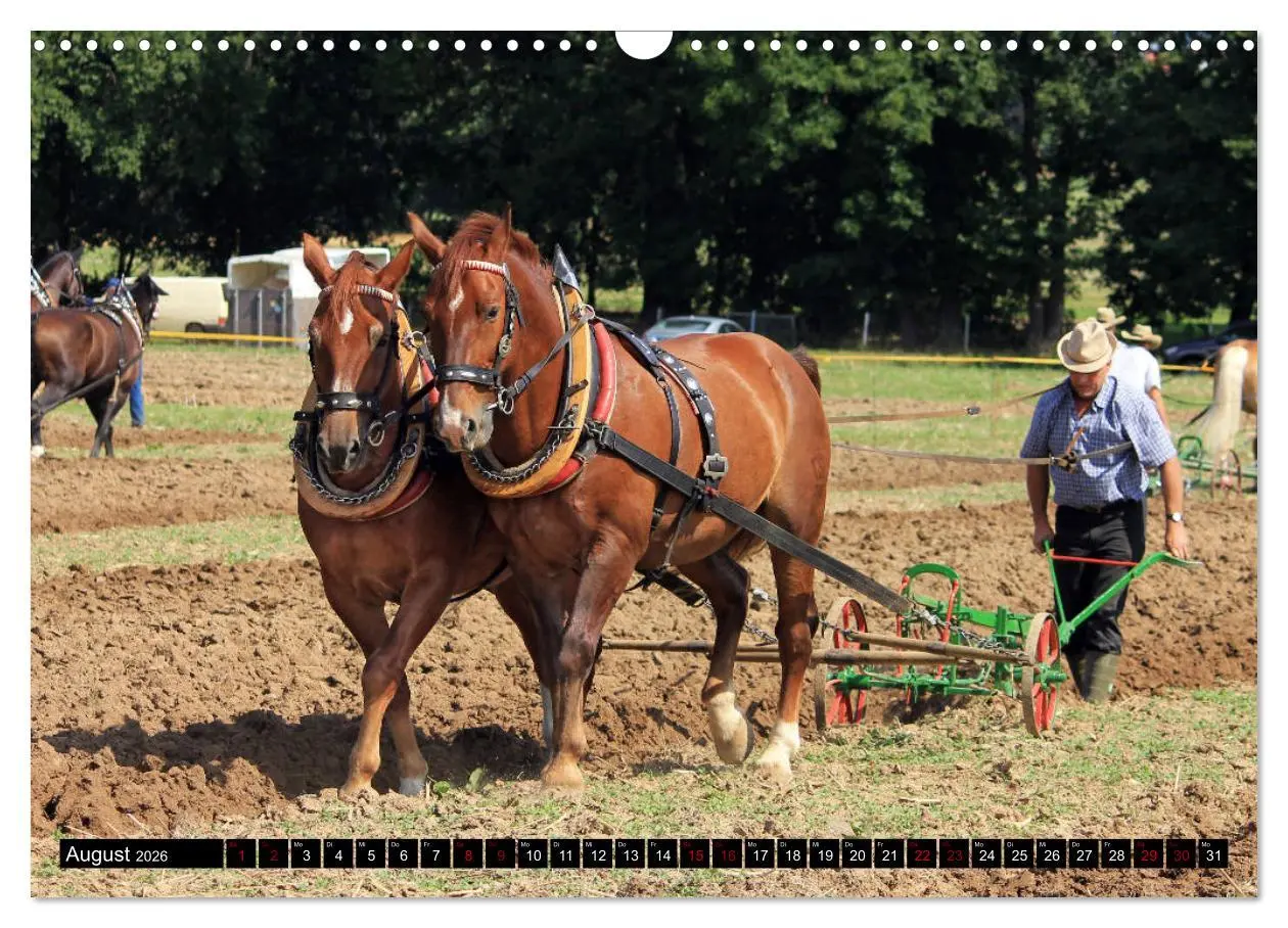 Bild: 9783457873250 | Schwere Warmblüter 2026 (Wandkalender 2026 DIN A3 quer), CALVENDO...