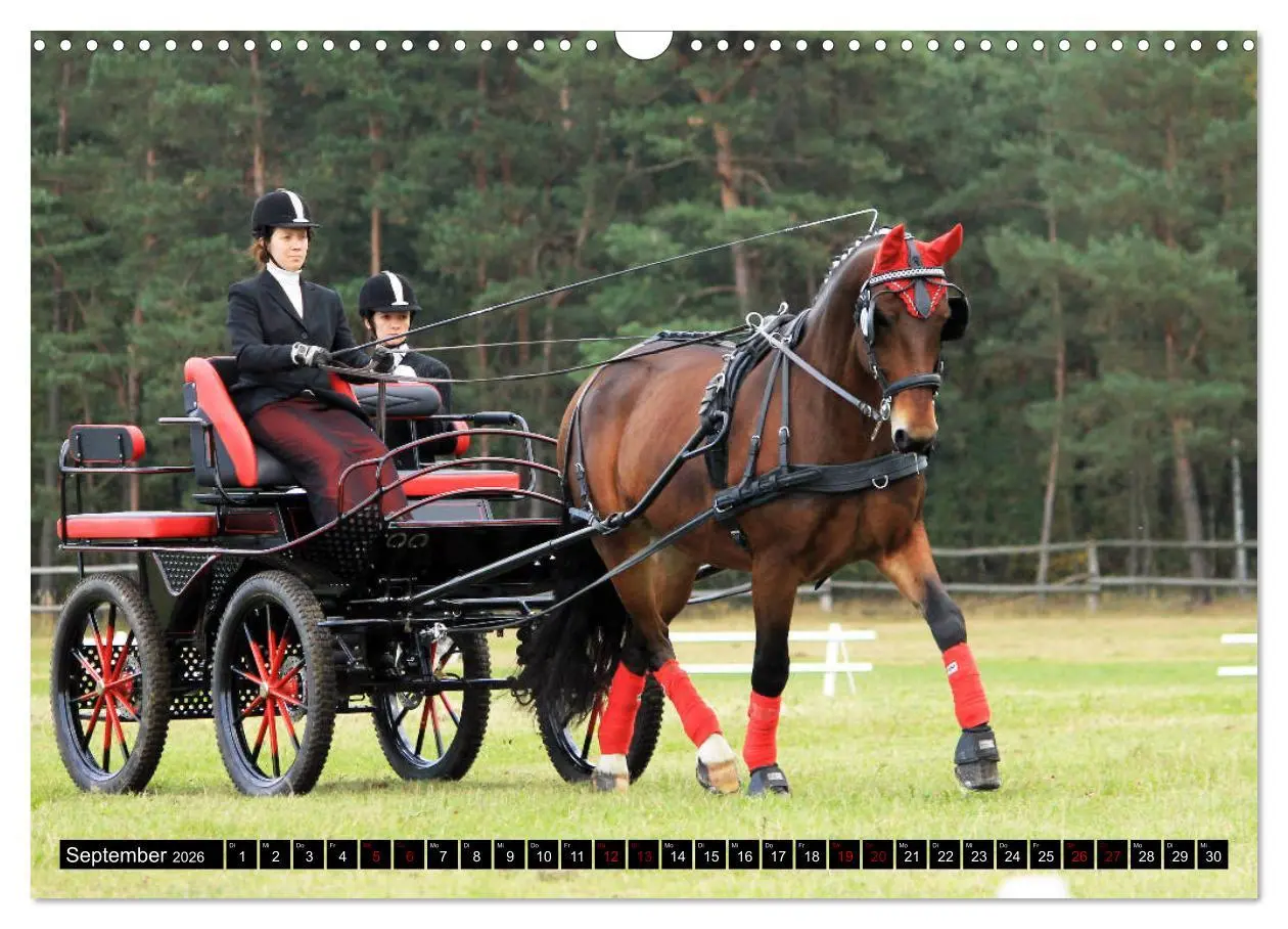 Bild: 9783457873250 | Schwere Warmblüter 2026 (Wandkalender 2026 DIN A3 quer), CALVENDO...