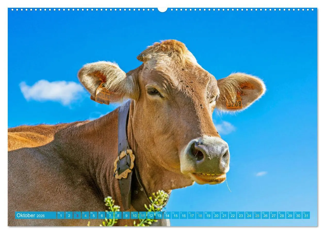 Bild: 9783457943250 | Kuh-Idylle: Suchen Sie die Ruhe in der Natur? (hochwertiger Premium...
