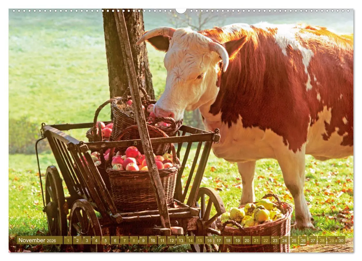 Bild: 9783457943250 | Kuh-Idylle: Suchen Sie die Ruhe in der Natur? (hochwertiger Premium...