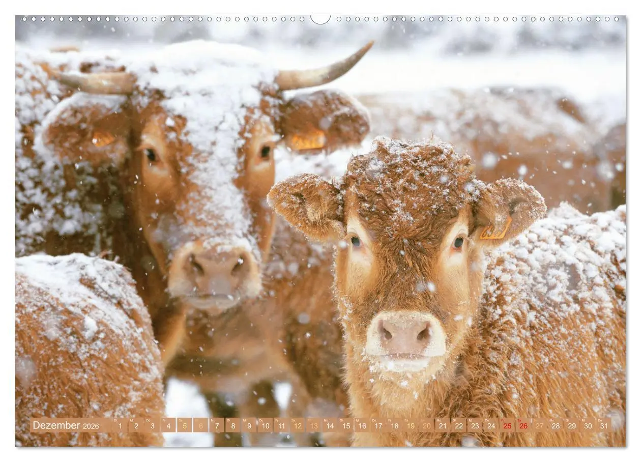 Bild: 9783457943250 | Kuh-Idylle: Suchen Sie die Ruhe in der Natur? (hochwertiger Premium...