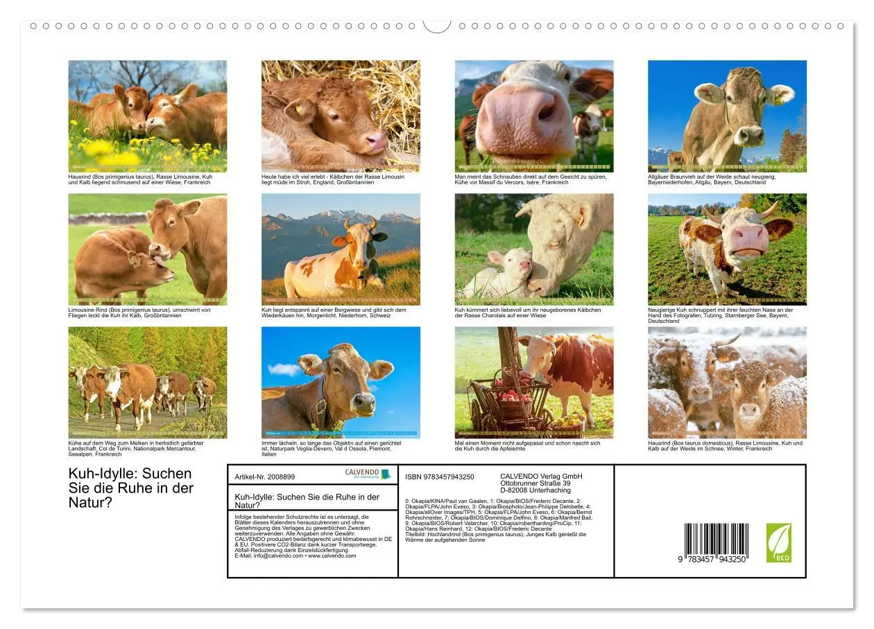 Bild: 9783457943250 | Kuh-Idylle: Suchen Sie die Ruhe in der Natur? (hochwertiger Premium...